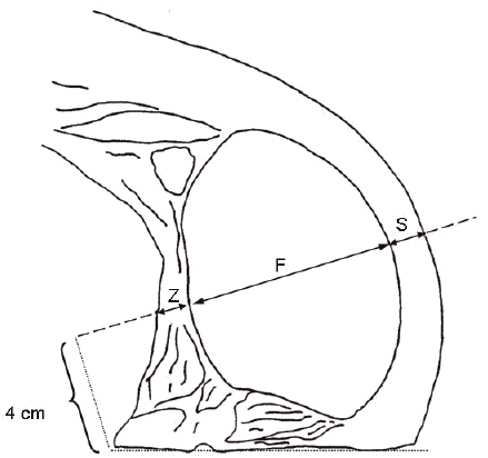 Messlinie im Kotelettquerschnitt zwischen der zweit- und drittletzten Rippe (BGBl. 2011 I S. 1917)